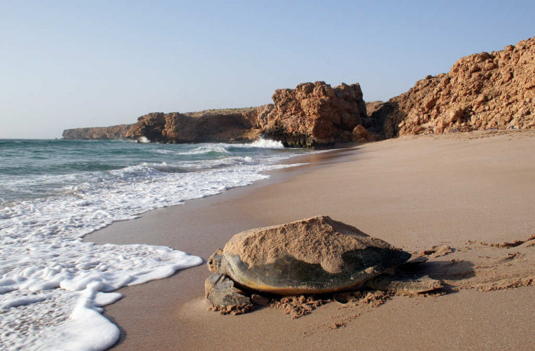 01_Ash Sharqiyah - Turtle on the beach, Ras Al Jinz, Turtle reserve © Ministry of Heritage & Tourism Sultanate of Oman